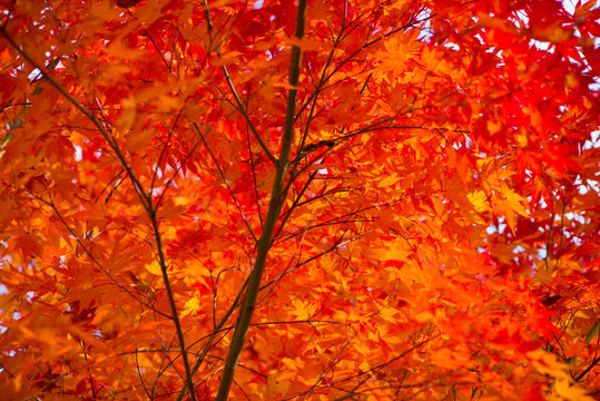 Red maple leaves in autumm season