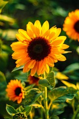 Fototapeta premium sunflower in garden