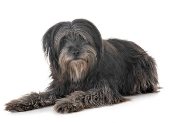 adult pyrenean shepherd