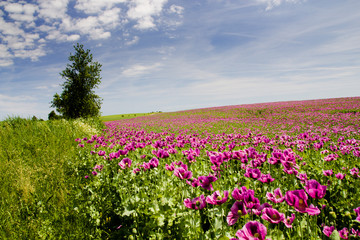 Obraz premium Spring rural landscape with green grass and blue sky