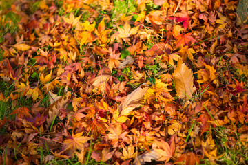 Maple leaves falls in autumn season