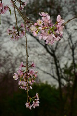 blooming apple tree in spring