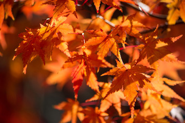 Red maple leaves in autumn season