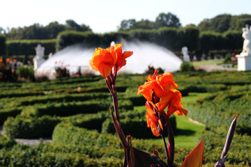 Eine orange Blume vor einem Springbrunnen