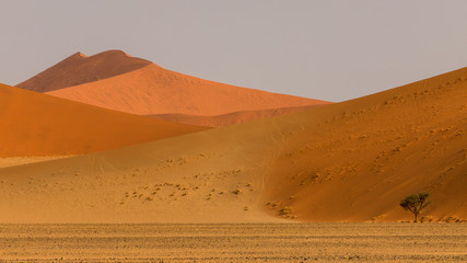 tree isolated in front of the high dunes of Namibia