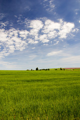 Spring rural landscape with green grass and blue sky