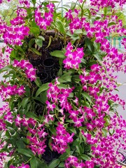 flowers orchid  in the garden