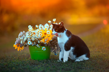 portrait of cute kitten sitting in summer warm garden next to a bouquet of wildflowers in a bucket...