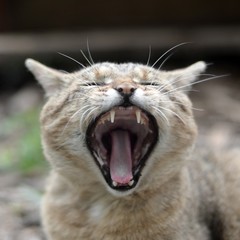 Obraz na płótnie Canvas Brown tabby domestic cat yawning on blurred green yard