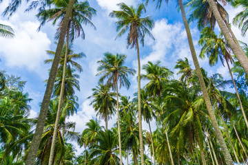 Fototapeta na wymiar Exotic sea beach tropical island with coconut tree