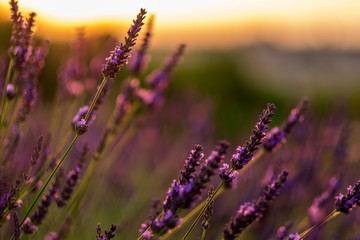 Lavender field, Provence. Beautiful purple bokeh