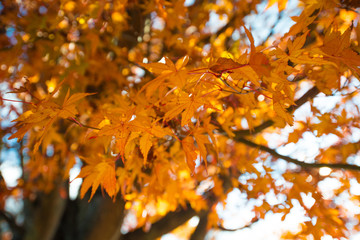 Maple leaves falls in autumn season