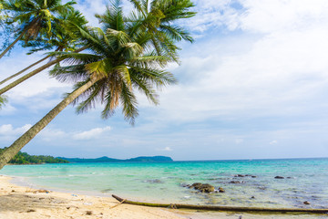Exotic sea beach tropical island with coconut tree