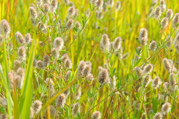 grass in the field