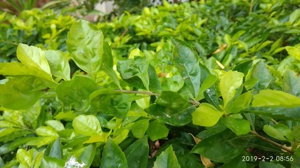 young plants in the garden