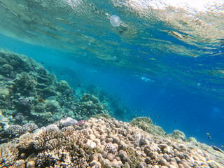 Underwater background of ocean and free space for your decoration. 