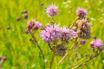burdock closeup in the field
