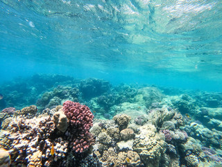 Underwater background of ocean and free space for your decoration. 
