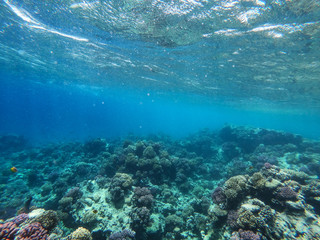 Fototapeta premium Underwater background of ocean and free space for your decoration. 