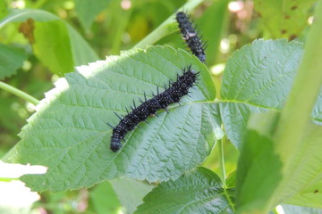 caterpillar on the grass