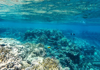 Underwater background of ocean and free space for your decoration. 