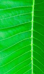 Green texture of leaf background. Close up 