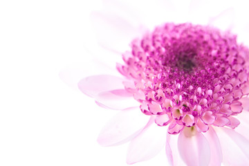 Chrysanthemum bright pink flower. On white isolated background with clipping path. Closeup no shadows. Garden flower.