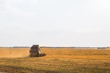 Fototapeta premium combine harvester works on harvesting wheat in a field on an autumn day