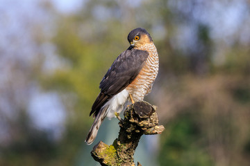 Sparviere (Accipiter nisus) posato su un ramo
