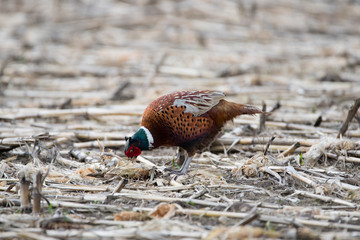 pheasant
