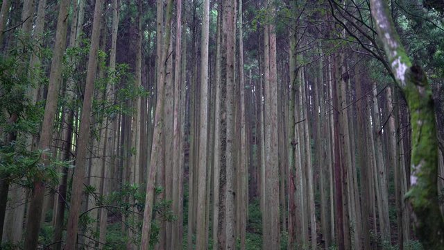 The shrines in Japan