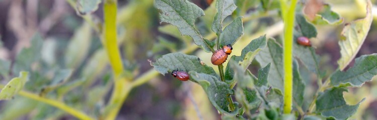 Colorado potato beetle larvae eat leaf of young potato