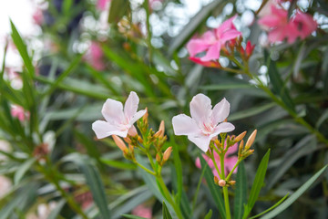 Obraz na płótnie Canvas White and pink oleander flowers