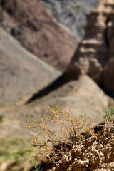 Fototapeta premium bush on the ground