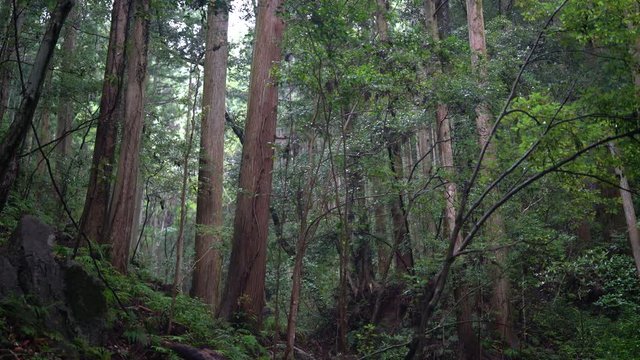 The shrines in Japan