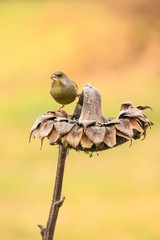 verdone posato su una pianta di girasole