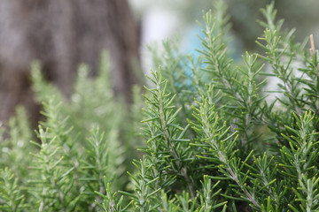 Rosmarin mediterran
