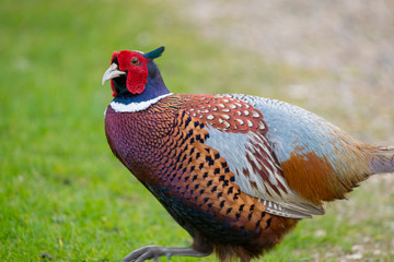 pheasant