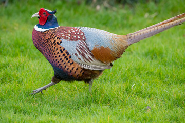 pheasant