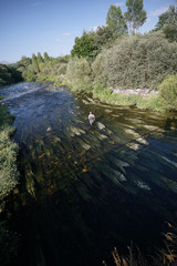 fly trout fisherman in the river