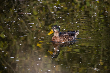 Duck in a feathery pond at bird sanctionary Hjälstaviken west of Stockholm