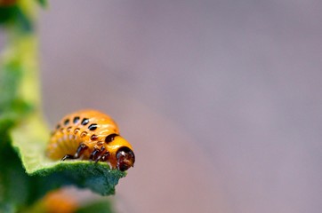 Colorado potato beetle larvae eat leaf of young potato
