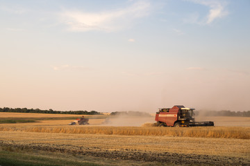 combine harvester works on harvesting wheat in a field on an autumn day
