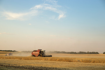Obraz premium combine harvester works on harvesting wheat in a field on an autumn day