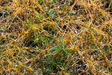 Dodder Genus Cuscuta is The parasite wraps the stems of plant cultures with yellow threads and sucks out the vital juice and nutrients