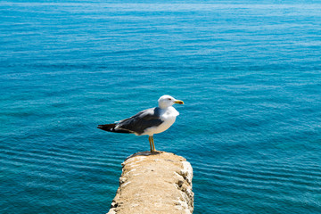 Fototapeta premium seagull perched on a wall facing the sea
