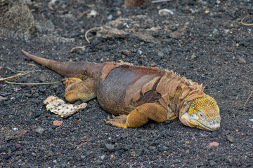 Galapagos Land Iguana