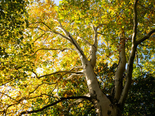 Platanus tree with colorful leaves in autumn