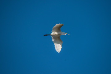 Great egret flying over the bird sanctionary Hjälstaviken west of Stockholm
