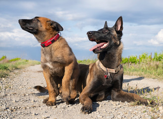 malinois in nature